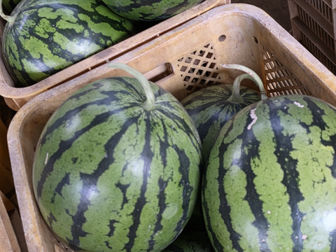 三浦スイカ【ぷちっと】サクサク甘い！!北海道へはこちら