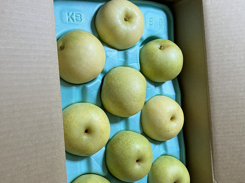令和8年9月発送【予約】梨　二十世紀　良品　約5kg ‼️長野県産