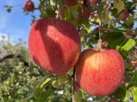 《予約商品》11月中旬～ 綺麗な 葉とらず サンふじ  10キロ箱 24～36玉 長野県産