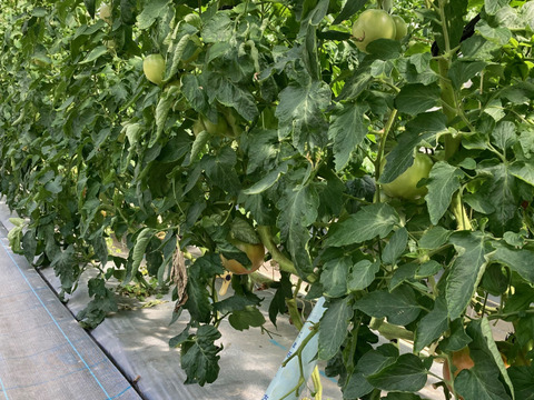 【久万高原特産トマト】まるでフルーツ‼️桃太郎トマト（2キロ箱・11個〜14個）