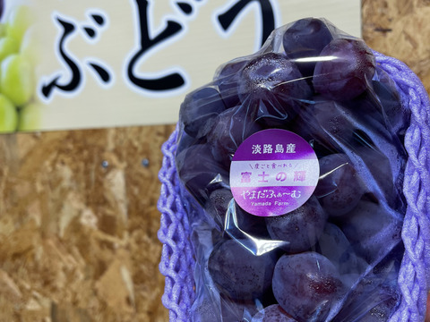 初めての方に！希少品種【富士の輝】約500g家庭用