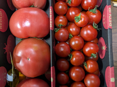 予約1月下旬から順次発送【特別栽培農産物の取得】ソムリエトマト約800gとソムリエミニトマト　ダイヤ800gのセット