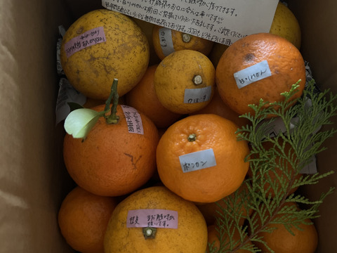 天草の宝石箱！栽培期間中農薬不使用 4種の柑橘セット　箱込み4kg　（河内晩柑、橙、甘夏、不知火）【柑橘食べ比べ】