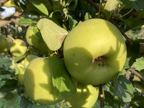 幻のりんご青林　3キロ8-12玉入り蜜入チェック済み