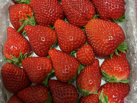 ❤口いっぱいにあふれる果汁❤ いちごさん 約７００ｇ🍓