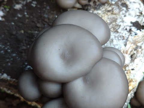 森薫る　オイスターマッシュルーム＜原木栽培＞【世界農業遺産認定クヌギ林とため池がつなぐ国東半島】クヌギを使用して森で育てました。