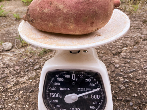 自然栽培〈べにはるか〉大分県産さつまいも 　Ｌサイズ5kg