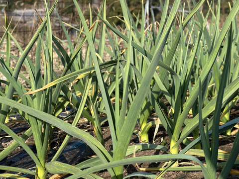 【農薬化学肥料不使用】ホクッとにんにくとても甘い！500g7個~10個