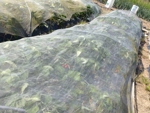 【まとめ買い用（チルド）】いちご３０個以上、２パック（19cm✕12.6cmのパック）🍓農薬、除草剤、化学肥料等一切不使用🍓昔懐かしいようないちご🍓ゆうパック翌日配送🍓※品種はお選びできません