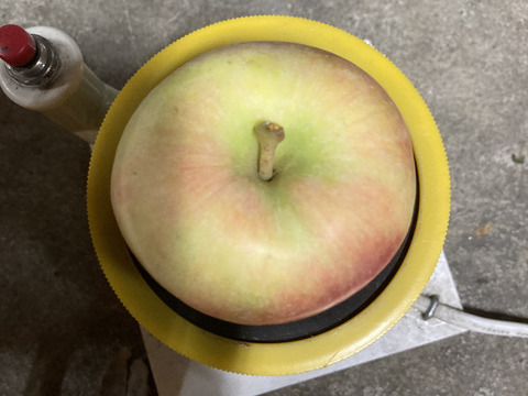 農薬散布3回のみ！超農薬削減栽培こうとく　蜜入チェック済！箱込約1.5キロ6-10個位！　奇跡のりんご