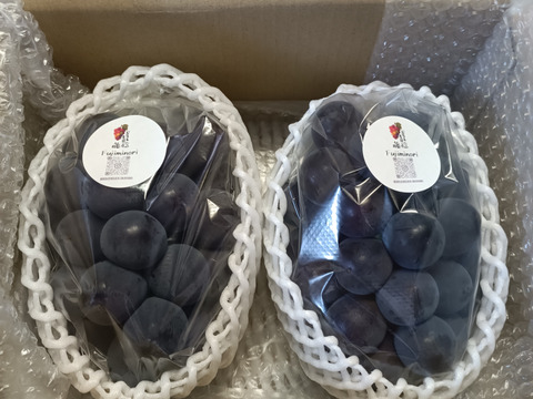 岡山県産 藤稔 1キロ以上(2房)