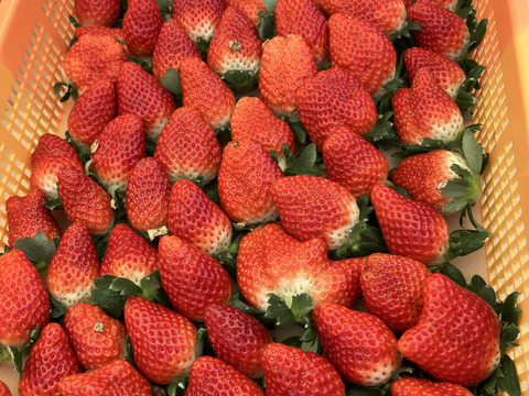 【福袋】たっぷり約2kg⭐︎規格外おまかせ3品種