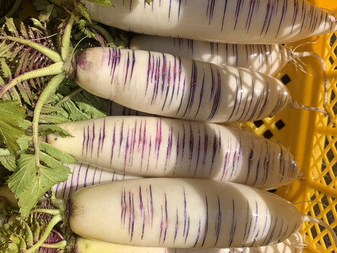 【天日干し！】自然栽培 切り干し大根 40g×4 (会津伝統野菜 赤筋大根使用)