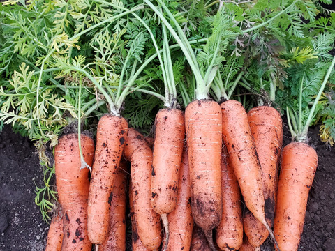 鹿児島県産　サイズ色々ニンジン　1kg