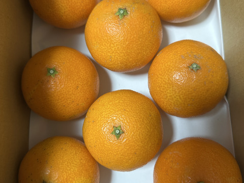 【福袋】まどんな1.5kgと愛媛みかん2kg(合計3.5kg) 食べ比べセット こたつで食べたい！みかん・まどんなセット