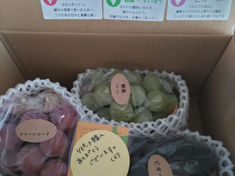 【ご家庭用2～3房】ぶどう食べ比べセット（品種おまかせ／約0.8kg）