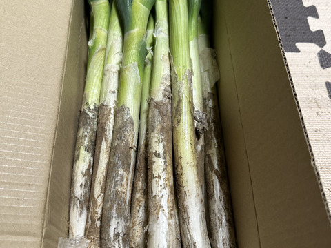 ✅🎁人気NO.2🚩✅【冬タイムセール】🎁至福の極甘ネギ❗️❗️⭕️Mサイズ【3本増量】30本❗❗3,080円→980円<2.6kg>✨信州産✨【特別栽培】✨