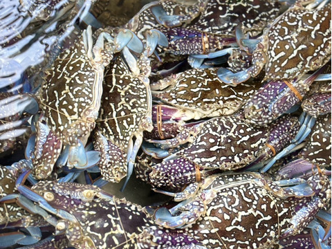 【浜名湖産】茹でガザミオス１杯約150gから300g詰め合わせて1kg