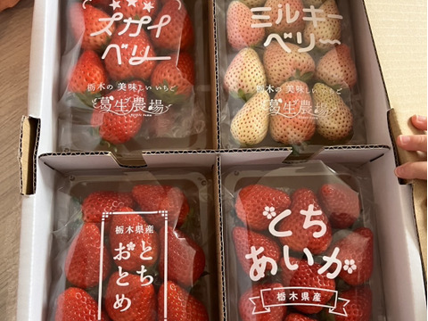 【春イチゴ】【お得価格】摘みたて直送！ミルキーベリー入り！とちぎのいちご4種詰め合わせセット（4パック）（260ｇ×4パック）【いちご食べ比べ】