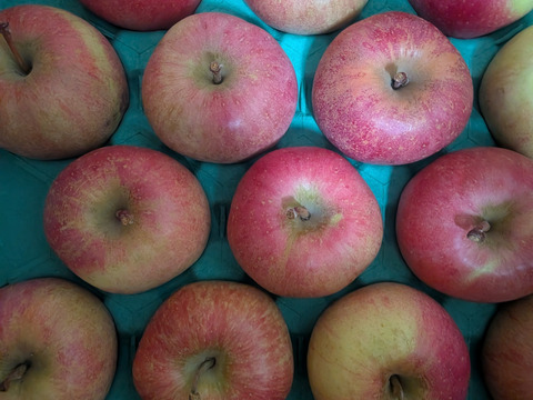 【お試し規格】青森りんご 訳あり C品　約5kg　13～23玉 農家直送　お得にたくさん食べたい方へ