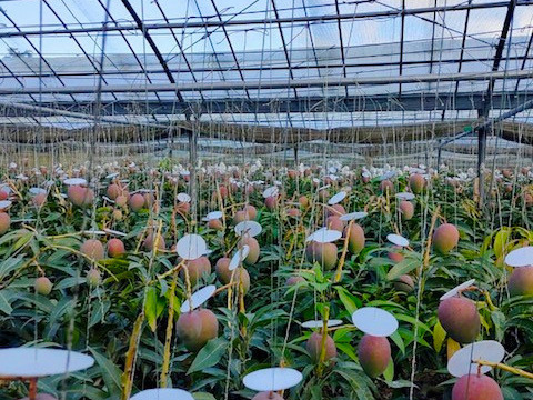 ≪家庭用≫名護市最北端 イナミファームの家庭で楽しむ アップルマンゴー  1.5ｋg