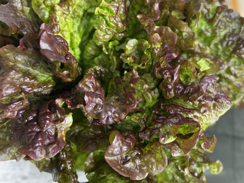 淡路島からお届け！【朝どれサニーレタス（3株）】