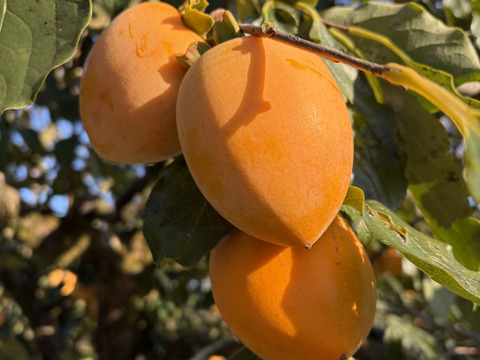 愛媛県丹原町産　あたご柿　干し柿用渋柿　訳あり箱込み10キロ