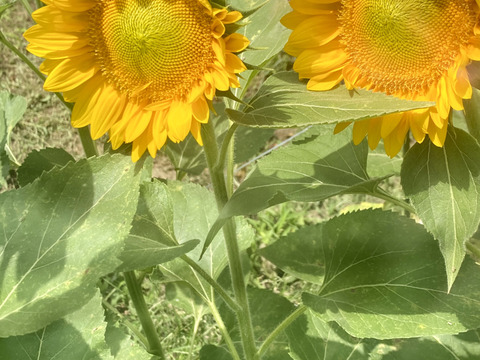 【ひまわり５本】ひまわり&ふわふわモコモコのテディベア（希少）登場！インパクトありあり！