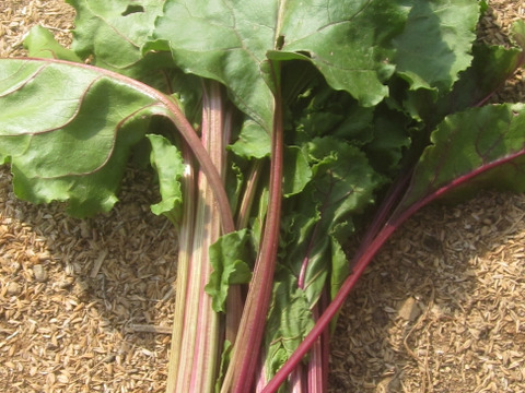 瀬戸内よりお届け！愛媛県産ビーツ（デトロイトダークレッド）５㎏【約９個・サイズ混合・ご家庭用】葉っぱもお届けします！