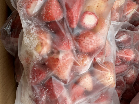 ※訳あり※冷凍いちご 【500g×2袋入り】イチゴ農家 直送
