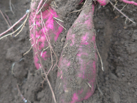 【農薬化学肥料不使用】さつまいも3種食べ比べ！ 「紅はるか」「ベニアズマ」「ハロウィンスイート」1ヶ月熟成 箱込み2kg