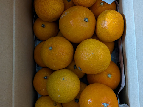 【味に自信あり　3k箱　愛媛のまどんな 　ゼリーのような食感　愛果28号　除草剤使用無 万田酵素散布】