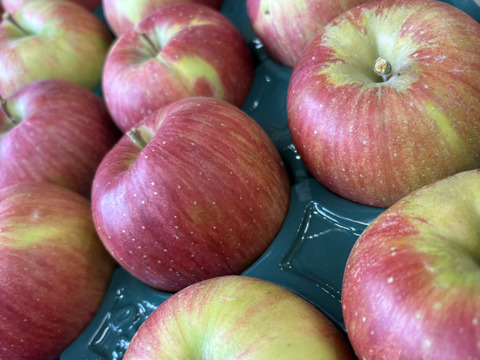 訳あり 小玉 シナノスイート 3ｷﾛ箱使用 13～16玉 長野県産