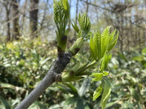 【舘市様専用】山菜の女王様👑コシアブラ　雫石町産　天然こしあぶら　４００ｇ