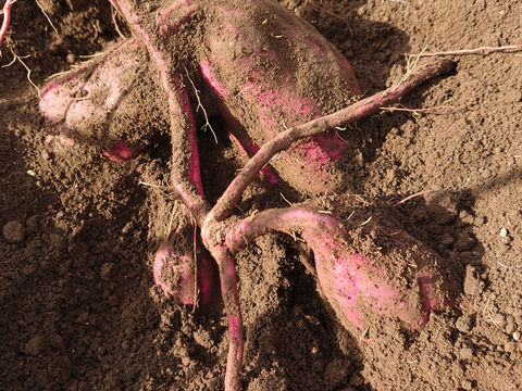 【農薬化学肥料不使用】さつまいも3種食べ比べ！ 「紅はるか」「ベニアズマ」「ハロウィンスイート」1ヶ月熟成 箱込み2kg