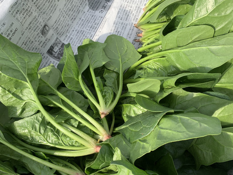 大容量！瑞々しい！葉物野菜　3品目以上計15袋