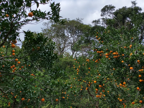 数量限定 濃厚完熟タンカン 奄美大島柑橘 ３kg