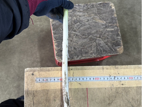 細め！の深谷ネギ泥付きギッシリ　4ｋｇオーバー＼(^o^)／