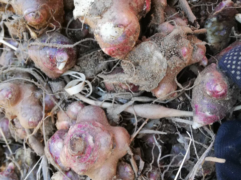 自然栽培ヤーコンの芋（塊茎）10kg（土付き、箱の重さ込み）
