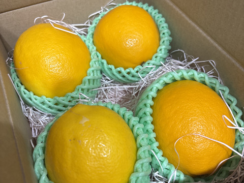 こんなレモン出会ったことがない‼️有機八丈島レモン　ギフトＬ4個プレゼント付　防腐剤不使用・ノーワックス・東京都GAP取得！