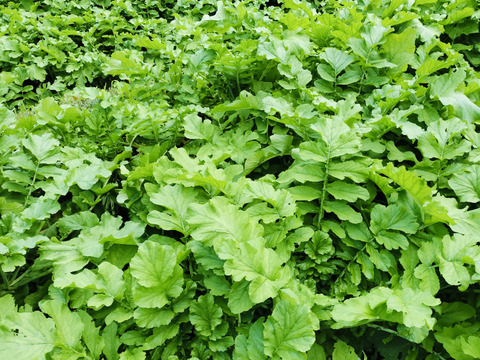 煮物に最適！寒干し大根(60g)