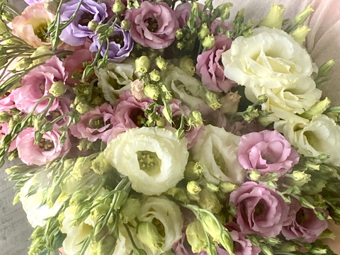 【６本／トルコキキョウ】柔らかな色合いと、上品な花姿が魅力のトルコキキョウ。蕾つき！産地直送、プレゼントOK!仏花にもオススメ！