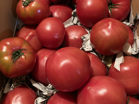 毎食トマト！栄ちゃんトマト　　Ｂ級品　大きなサイズ
６キロ入り。