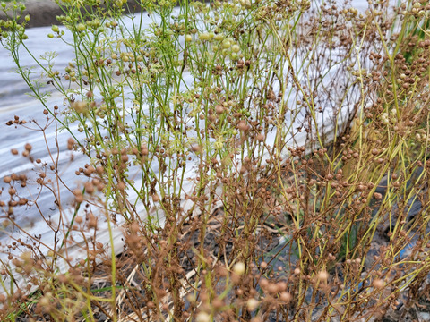 食べ頃の葉のみ収穫！農薬不使用でそのまま食べられるパクチー100g