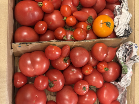 【はねだしでお得】大好評!!中玉トマト(3.5㎏)