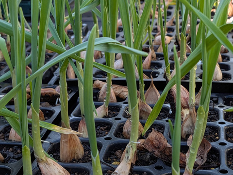 予約増量【大好評(^^♪】グッと料理のグレードが上がる(^^ “葉ニンニク“  500g→525g  from 名水の里　神奈川県秦野市