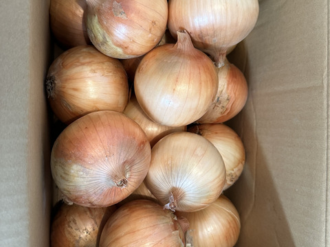 【淡路島産玉ねぎ中生ターザン】 M〜2L 5kg