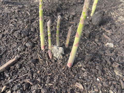 【北海道産】風のアスパラ 　栽培期間農薬不使用　サイズミックス500g