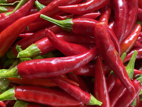 【通年農薬完全不使用】国産韓国唐辛子（赤と青混合） 500g
生ですが、乾燥まではなっていません。