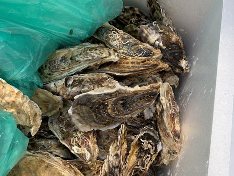 バラ牡蠣　 生食可　15kg （110~140個くらい）